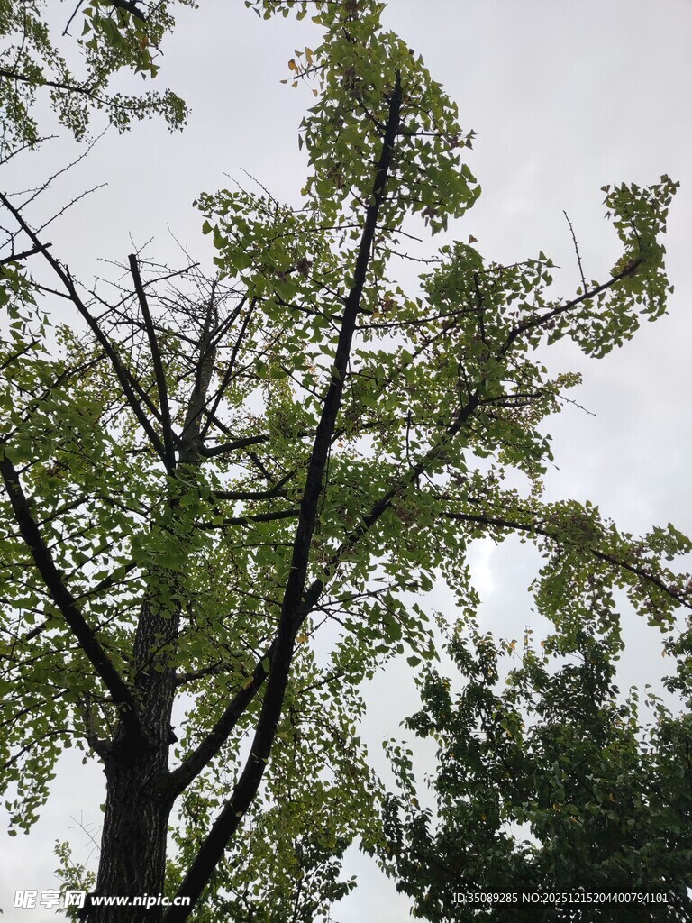 枝头绿叶映灰白天空