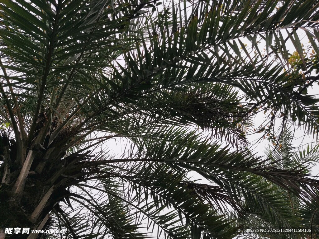 仰视下的棕榈树繁茂枝叶