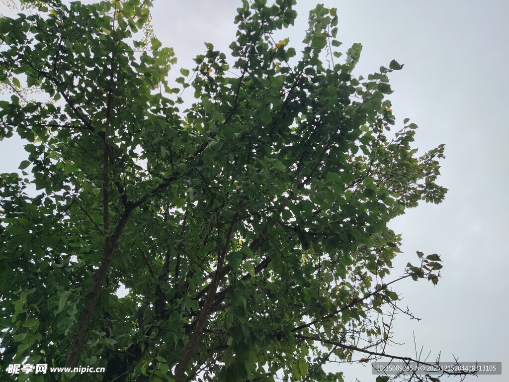 绿叶繁茂的树木