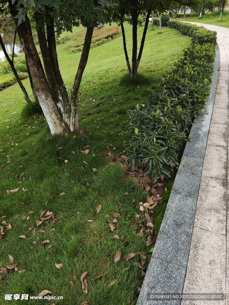 公园小径旁的绿植景观