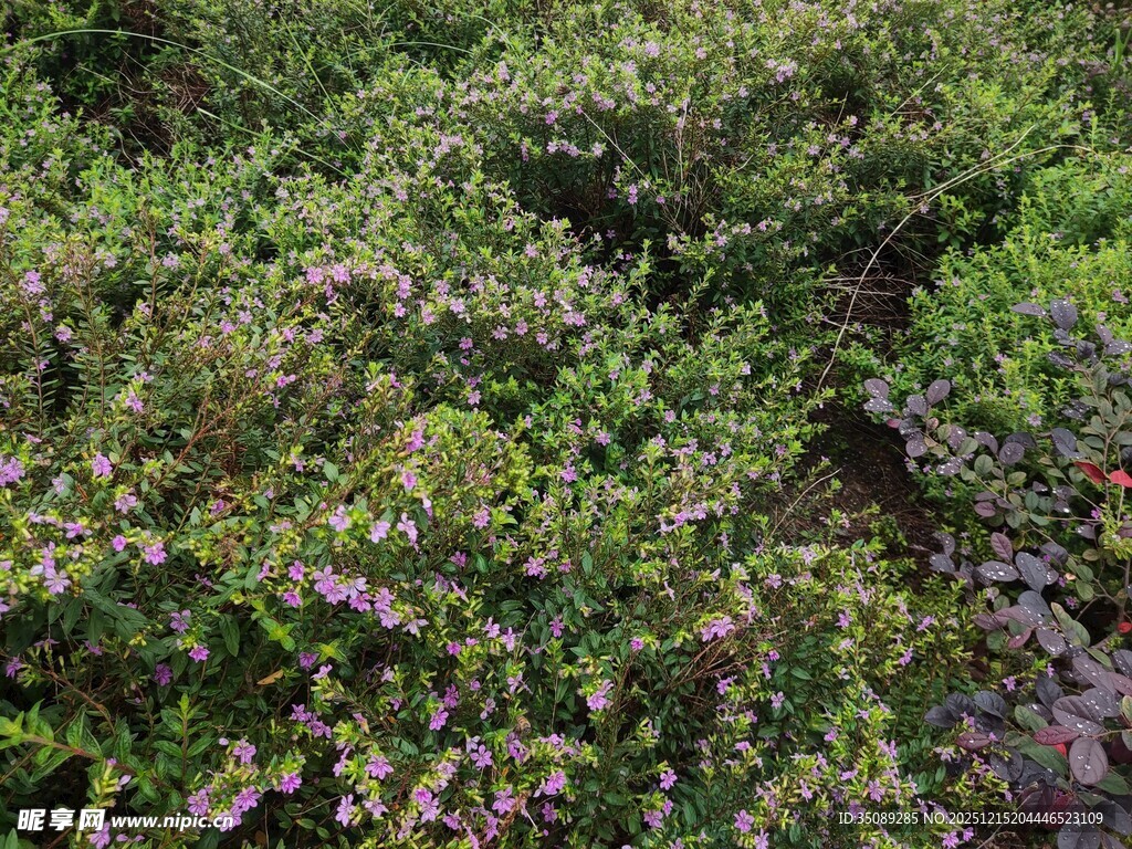 繁茂绿植紫色小花点缀