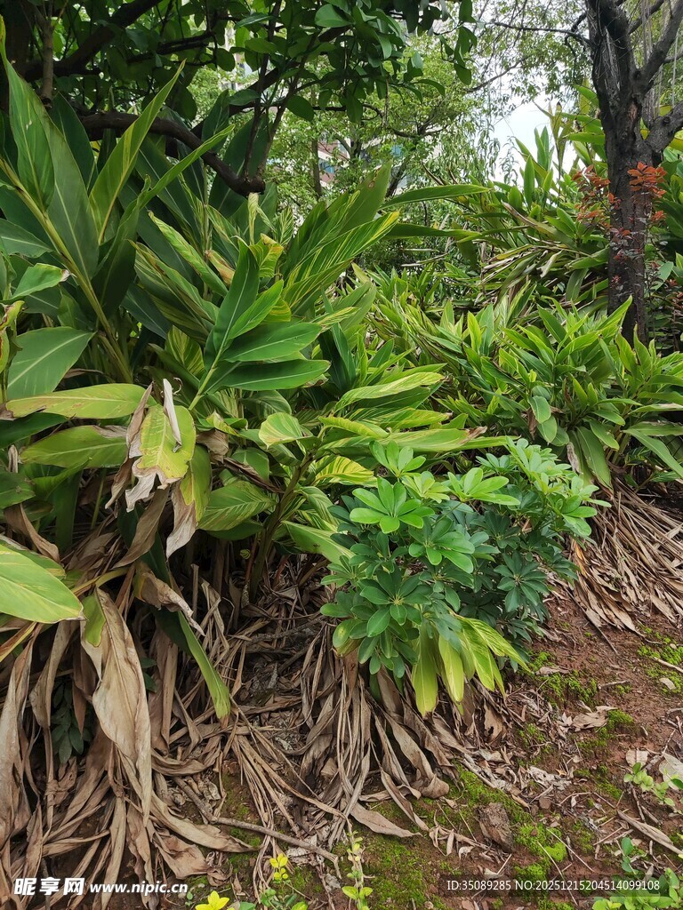 茂密丛林中的多样植物