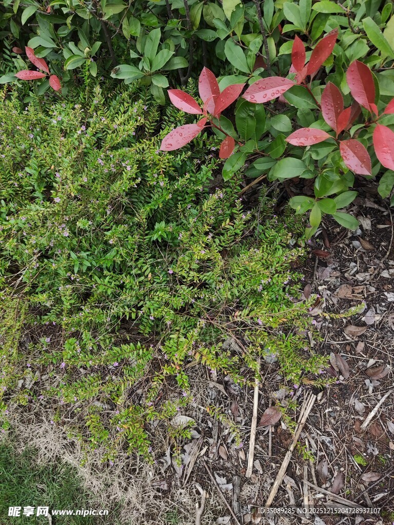 绿叶红植的自然景致