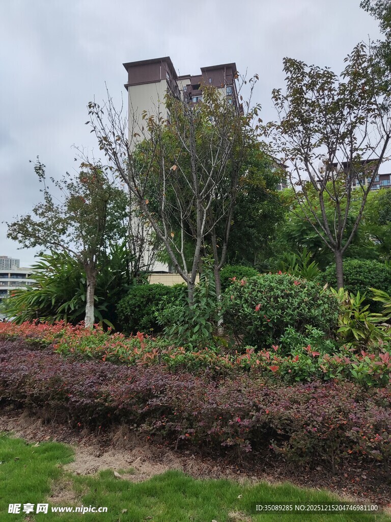 小区绿植环绕的景观