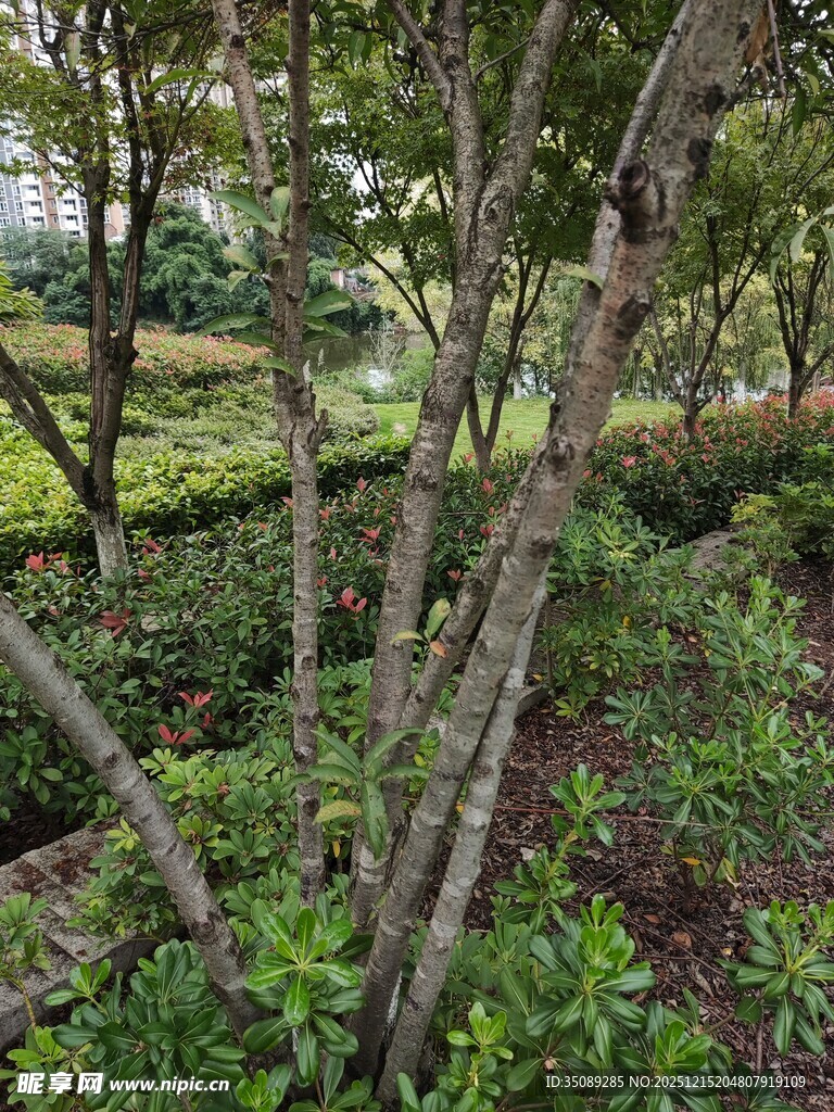 繁茂树林中的交错枝干