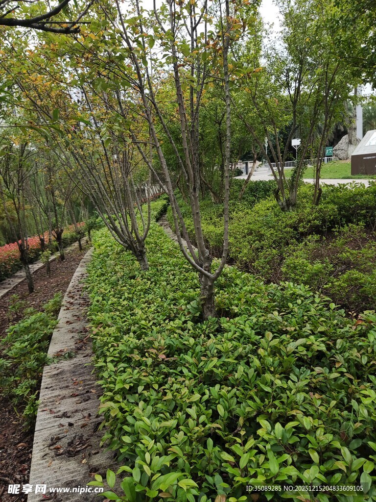 林间繁茂绿植景观