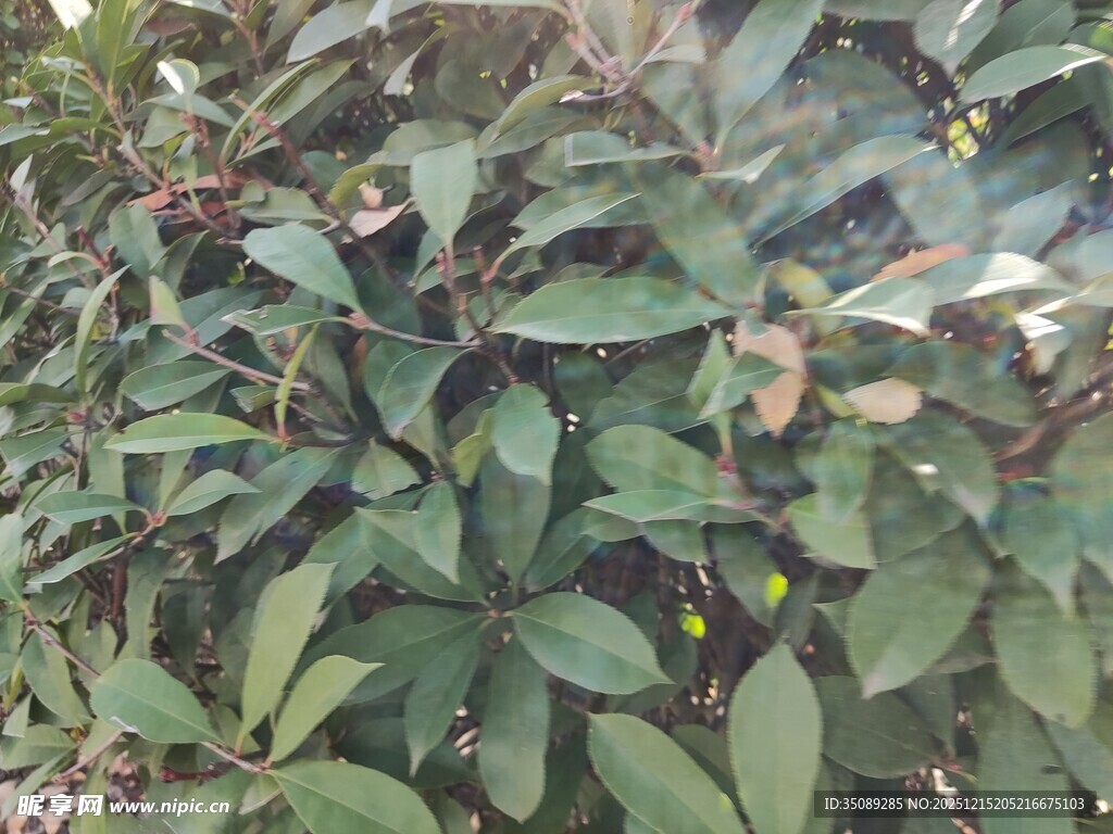 绿叶间的黄色小花