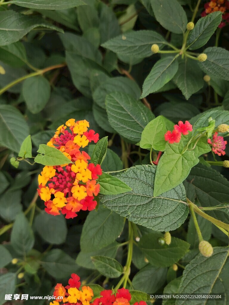 多彩马缨丹绽放绿叶间