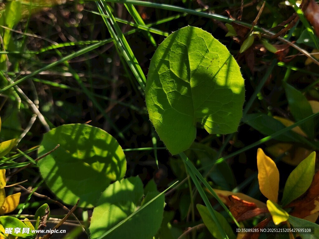 阳光下葱郁的绿叶