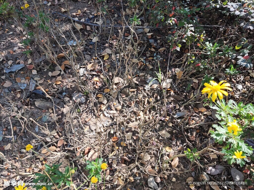 林间绽放的黄色小花