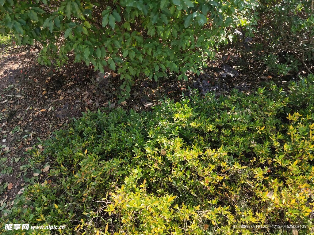 绿意盎然的植物景观