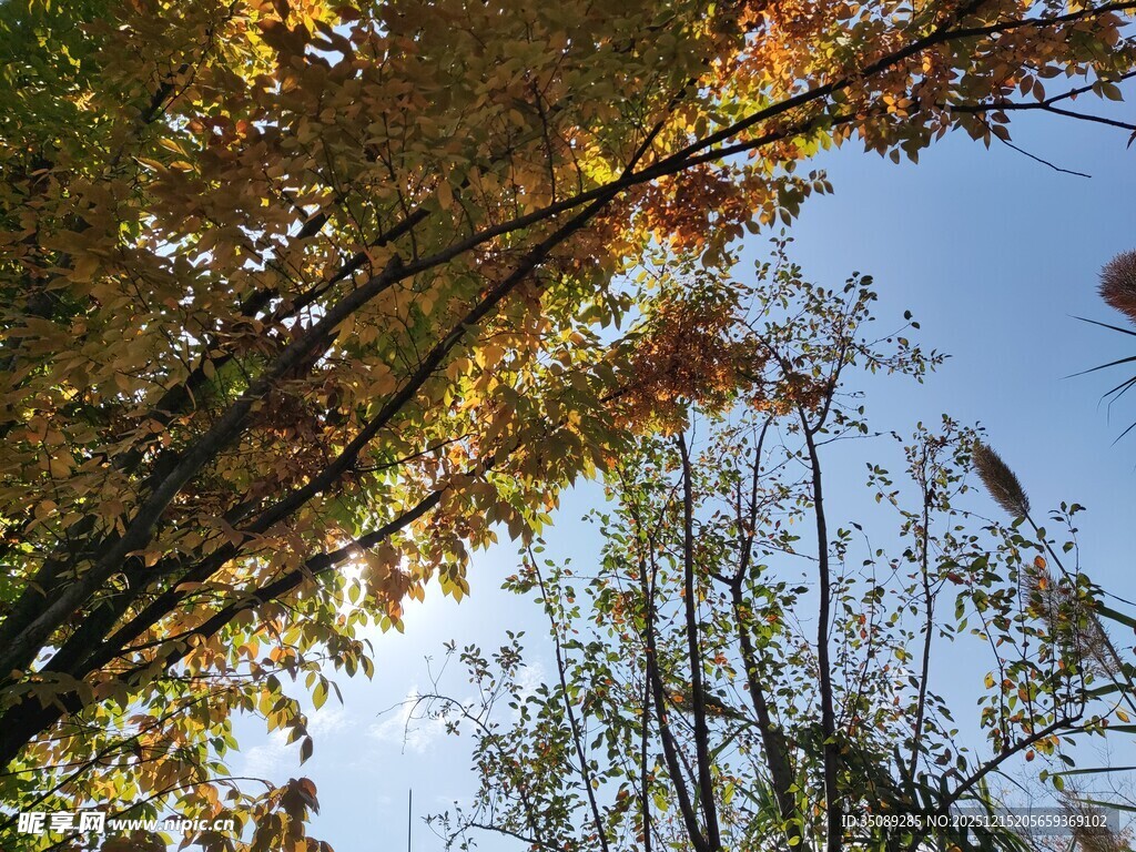 秋日树梢与蓝天美景