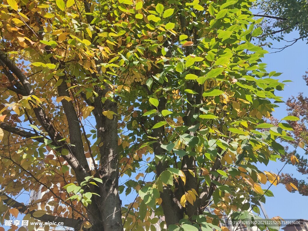 秋日繁茂树木蓝天景象