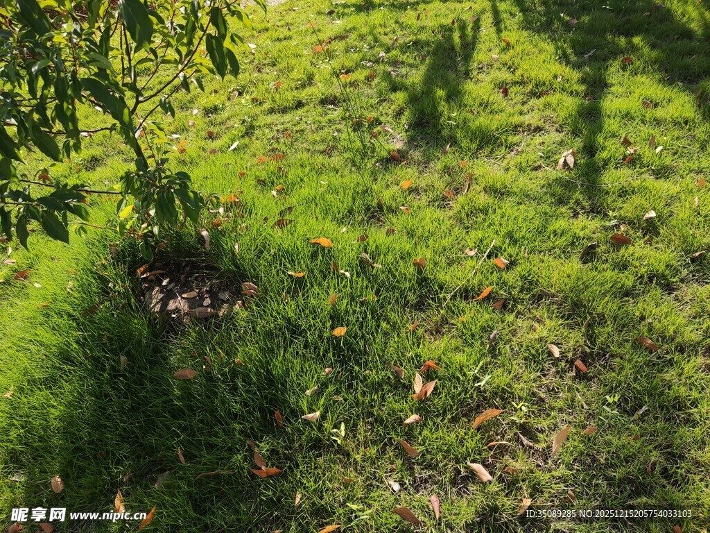 阳光下的翠绿草地