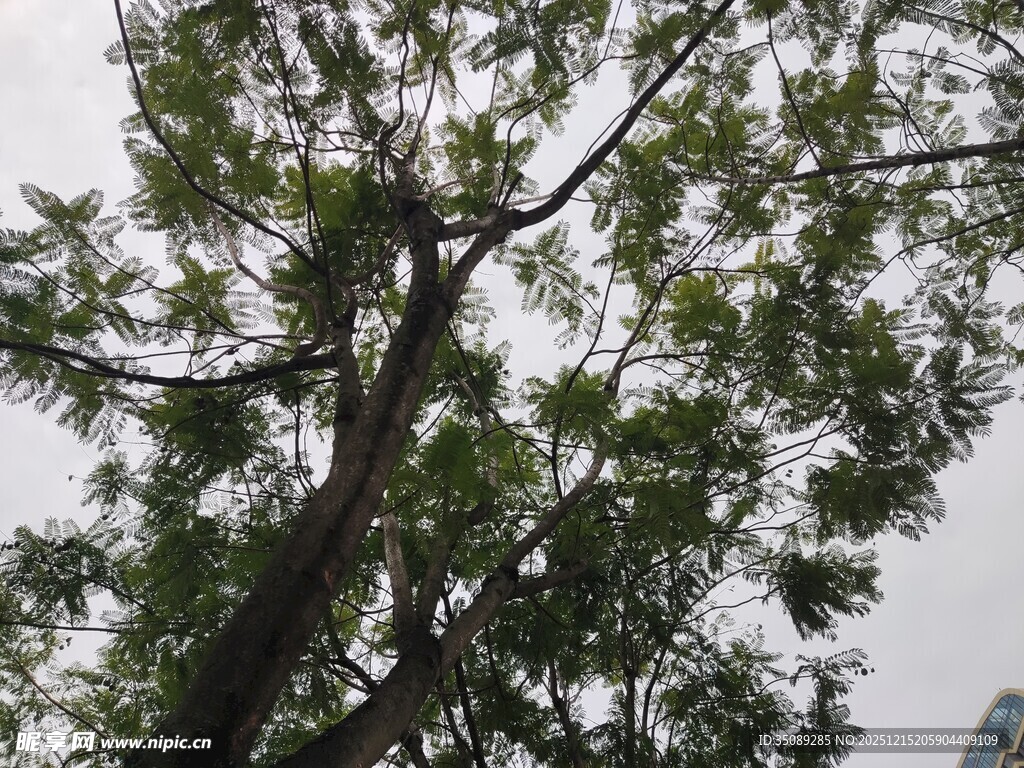 高大繁茂的绿树