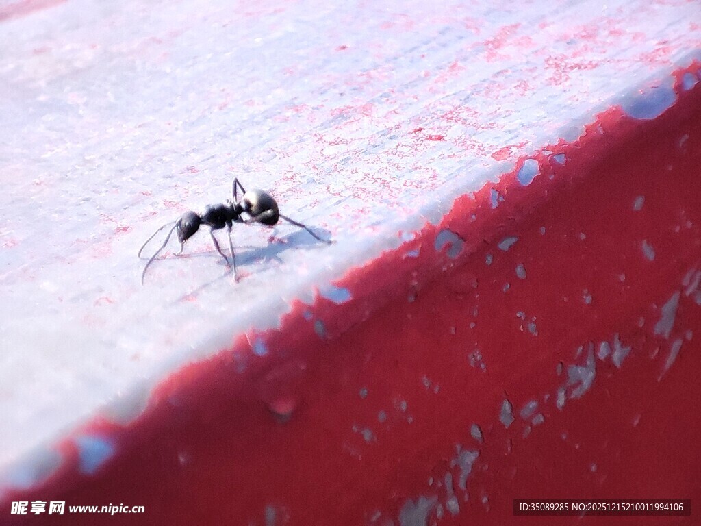 红面上的小黑蚂蚁