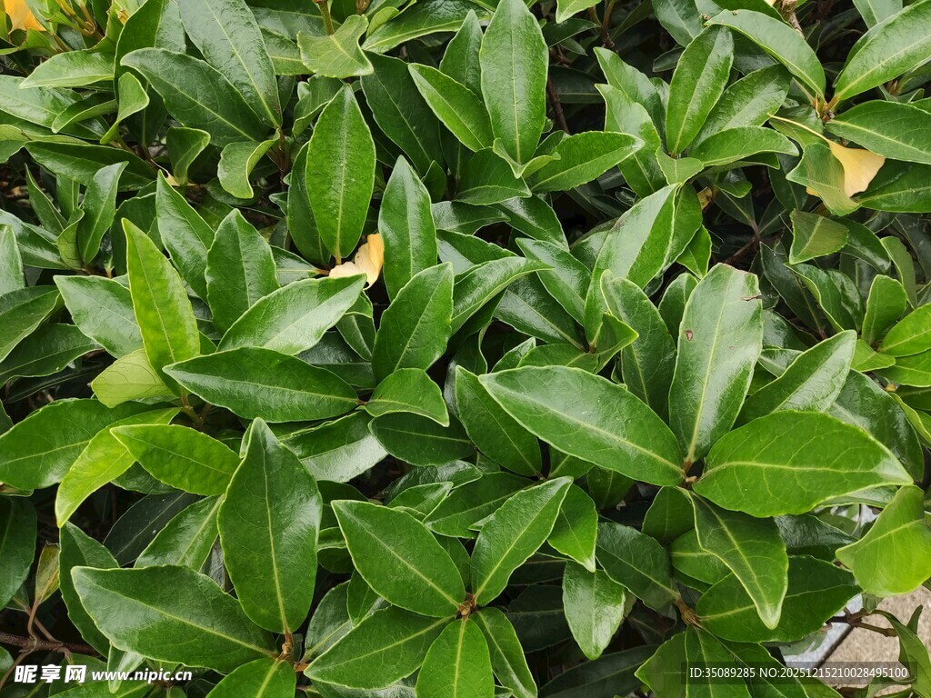 翠绿繁茂的绿植叶片