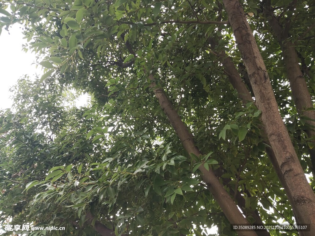 繁茂绿树展现自然生机