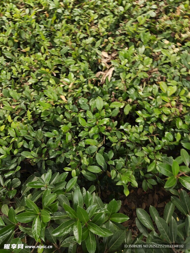 翠绿繁茂的低矮植物景观