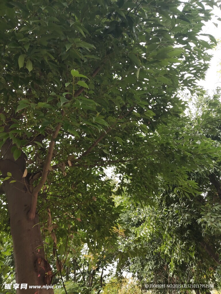 繁茂绿树展现自然生机