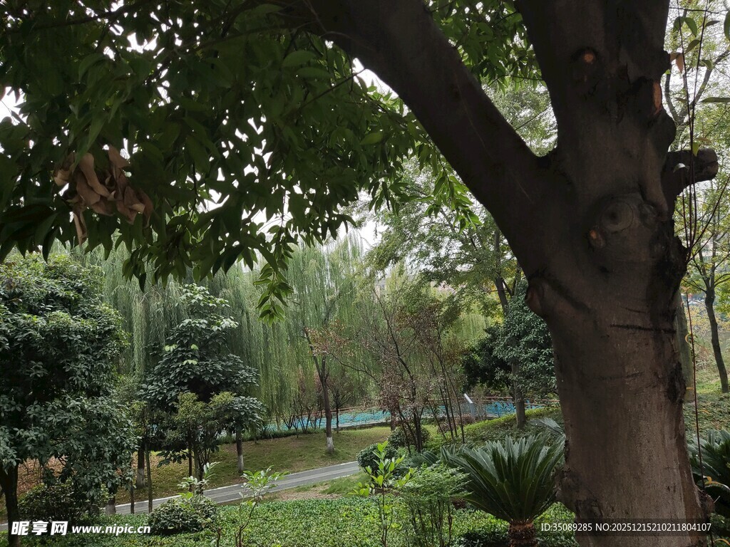 静谧园林中的繁茂大树