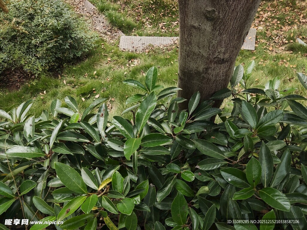 树下繁茂绿植景观