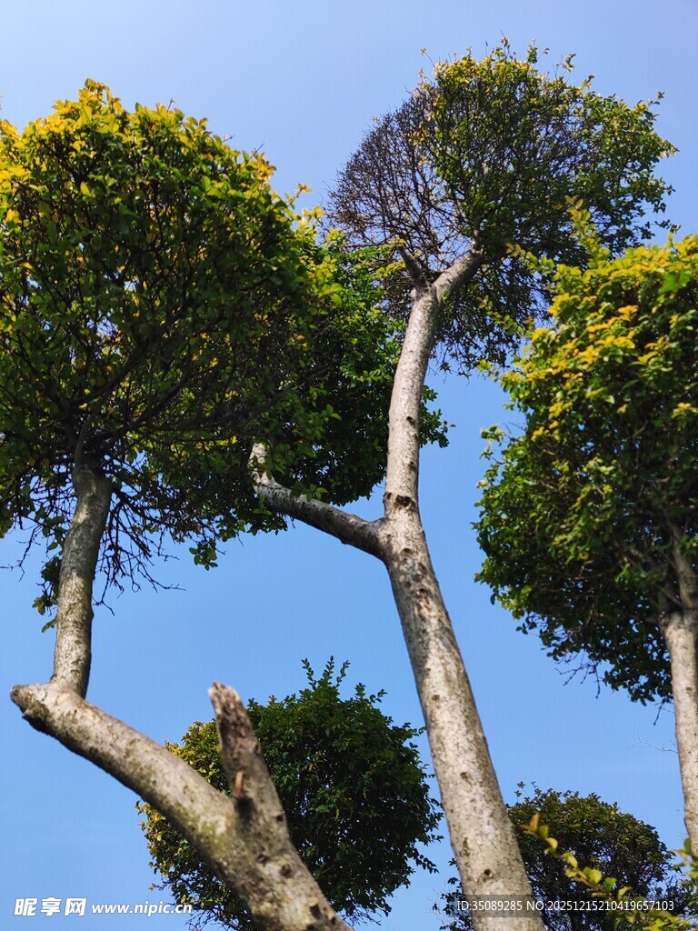 蓝天映衬下的奇特造型树木