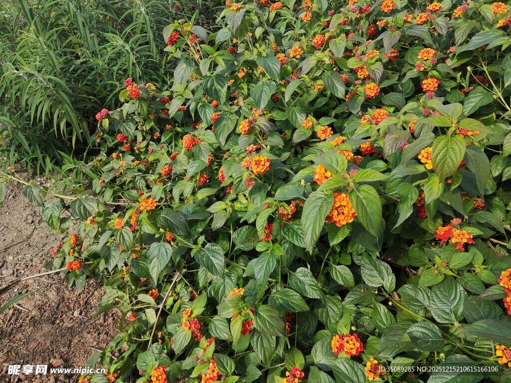 橙色小花绿植景观