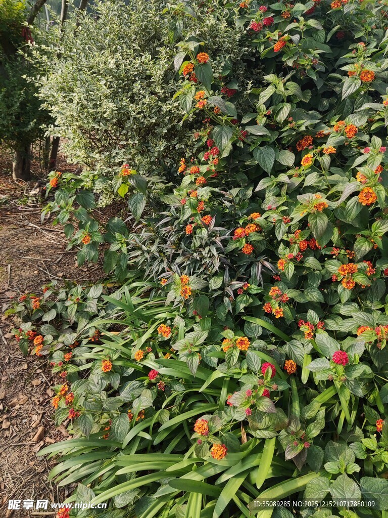 繁茂绿植间的橙色果实