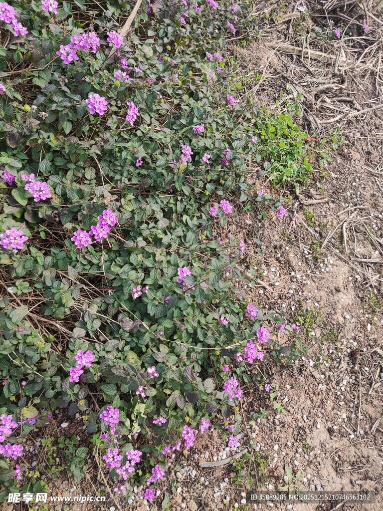 地面绽放的紫色小花