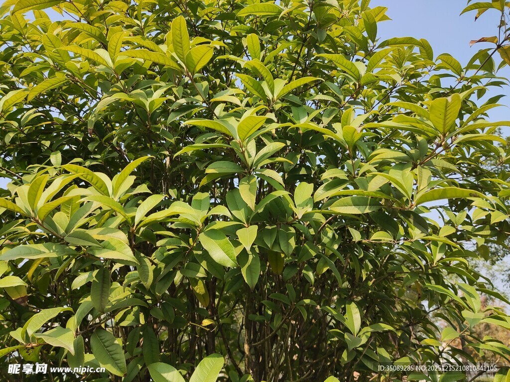 绿叶繁茂的植物景观