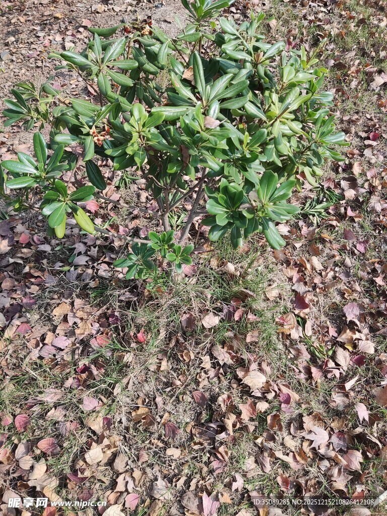 田间绿植生机初显