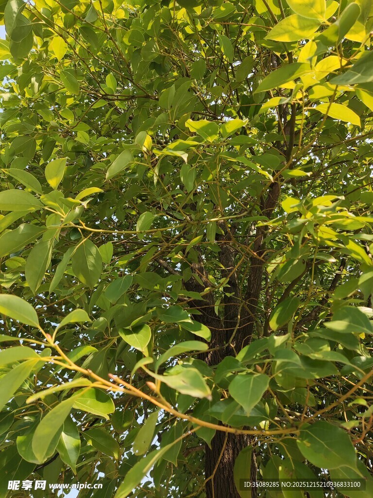 绿叶繁茂的树木景象