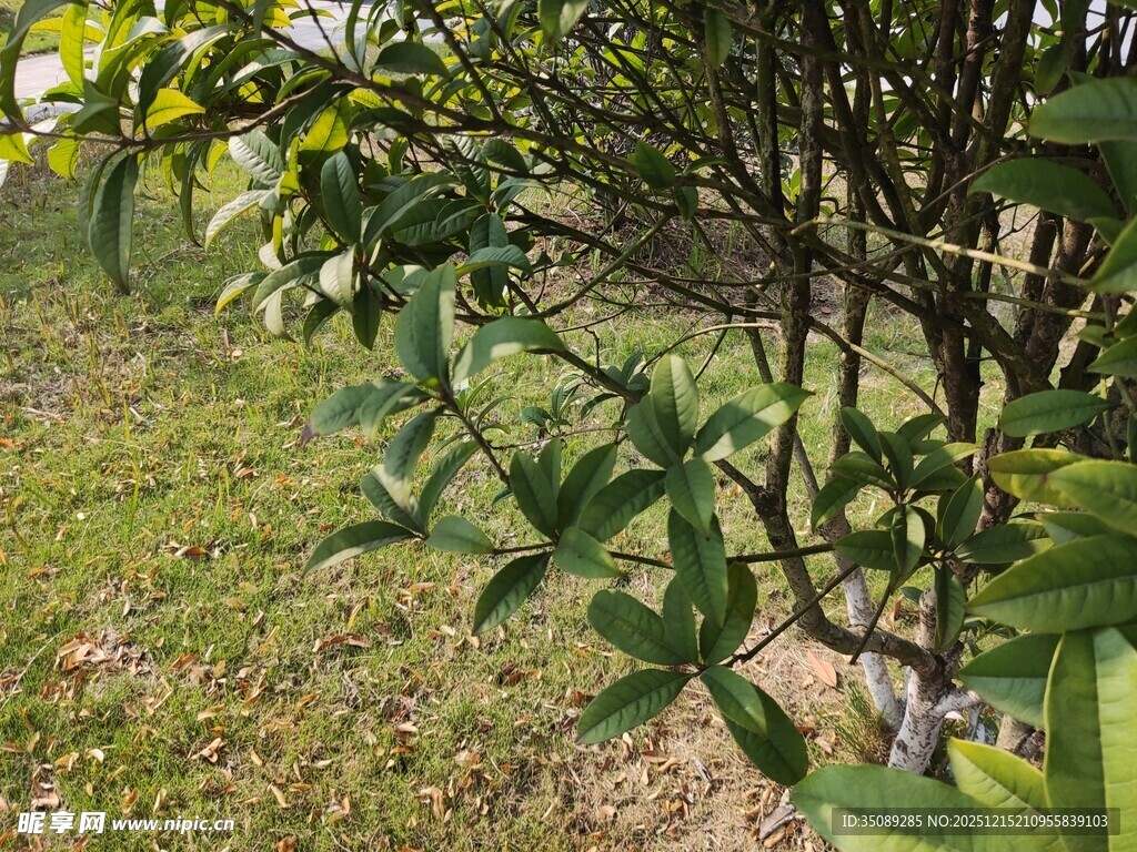 绿叶繁茂的户外植物景象