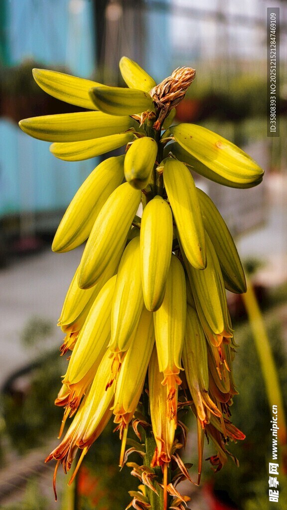 金黄芦荟花绽放