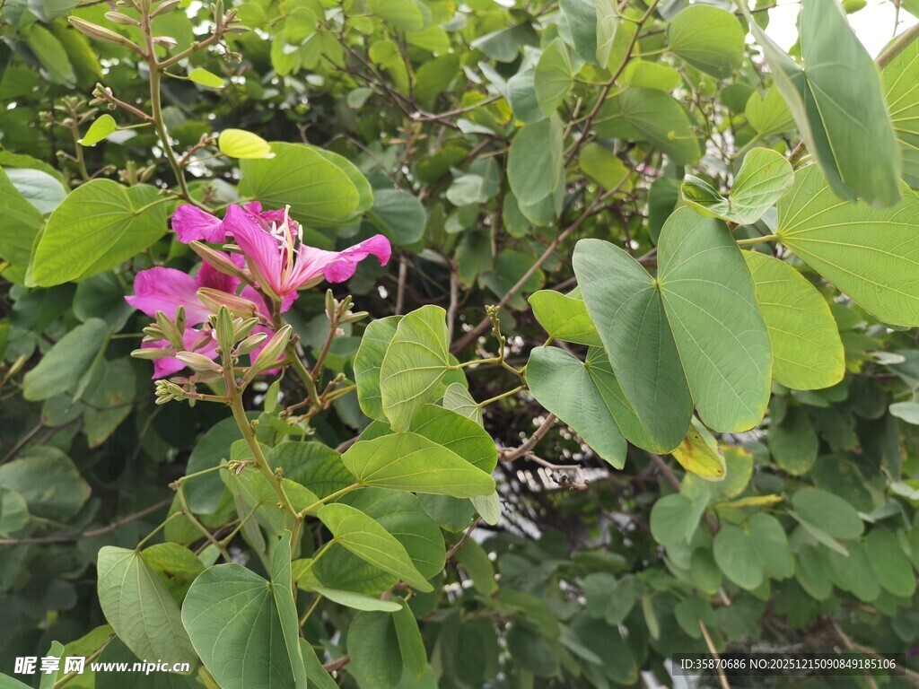 绽放的粉色花朵与绿叶