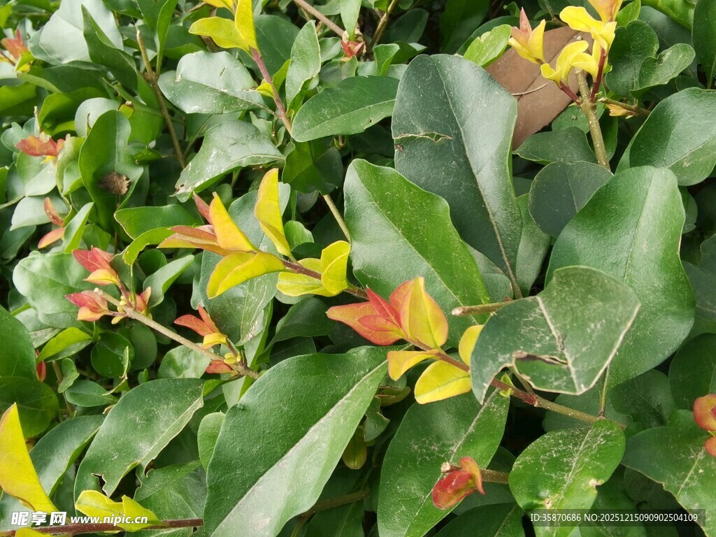 多彩叶片植物特写