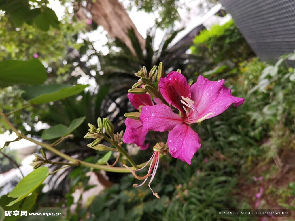 娇艳绽放的粉色花卉