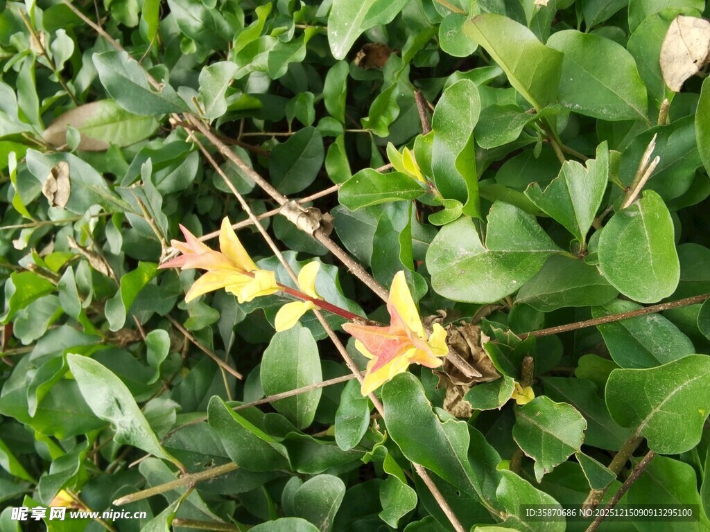 绿叶丛中的多彩叶片