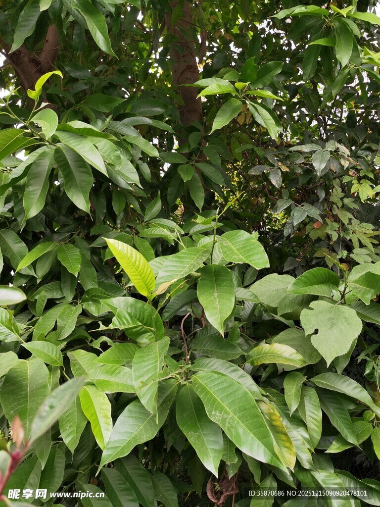 翠绿繁茂的植物叶片