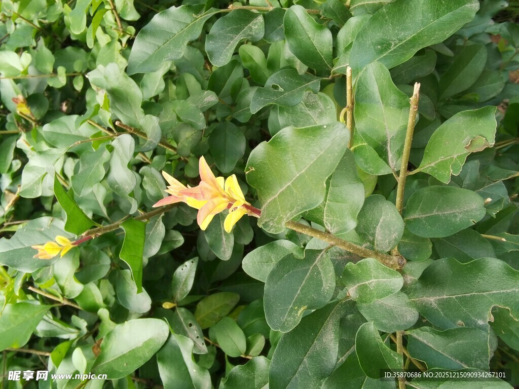 绿叶丛中的黄色五角星花