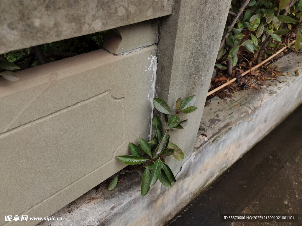 墙角缝隙中生长的绿植