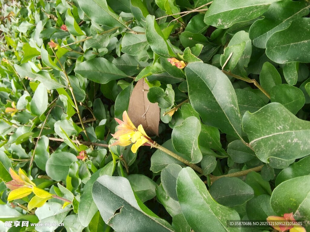 绿叶丛中的黄色小花