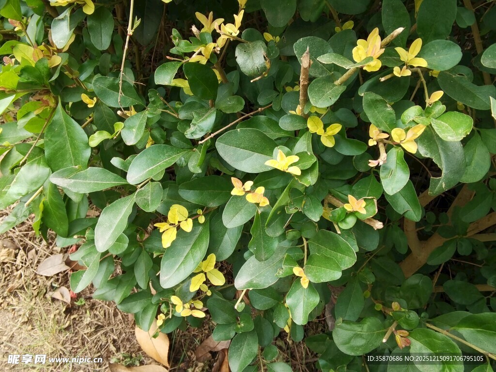 绿叶间的黄色小花绽放