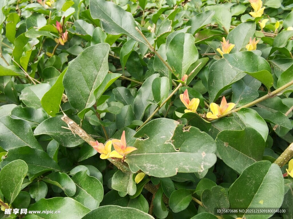 绿叶间的黄色小花