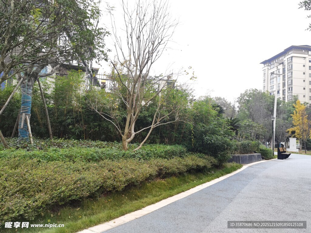 城市中的静谧林荫道路