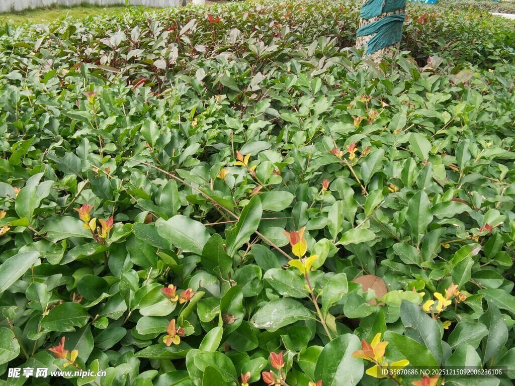 绿叶间绽放的黄色小花