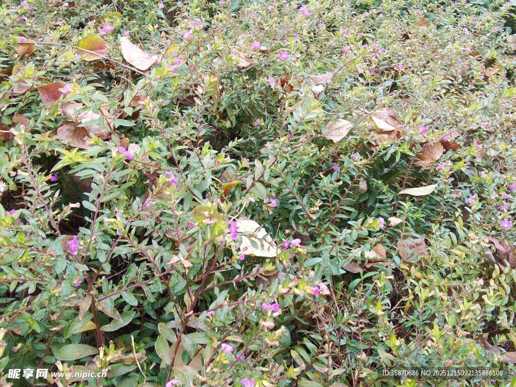 野外繁茂的多彩植物