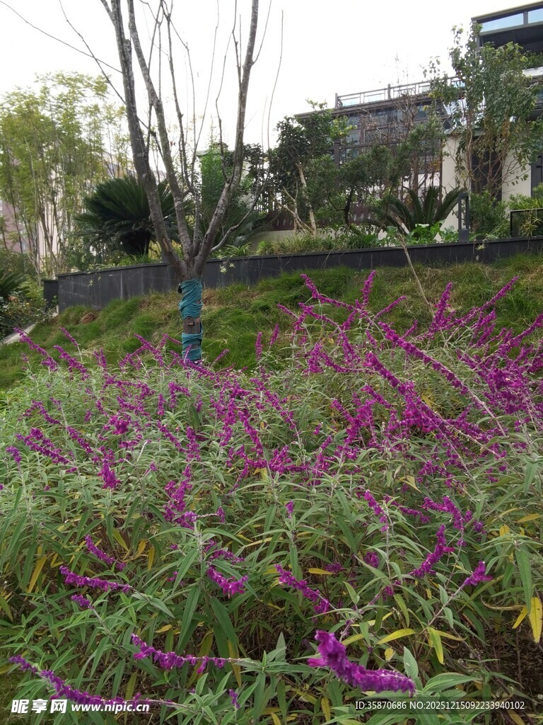 紫色花丛装点的户外景致