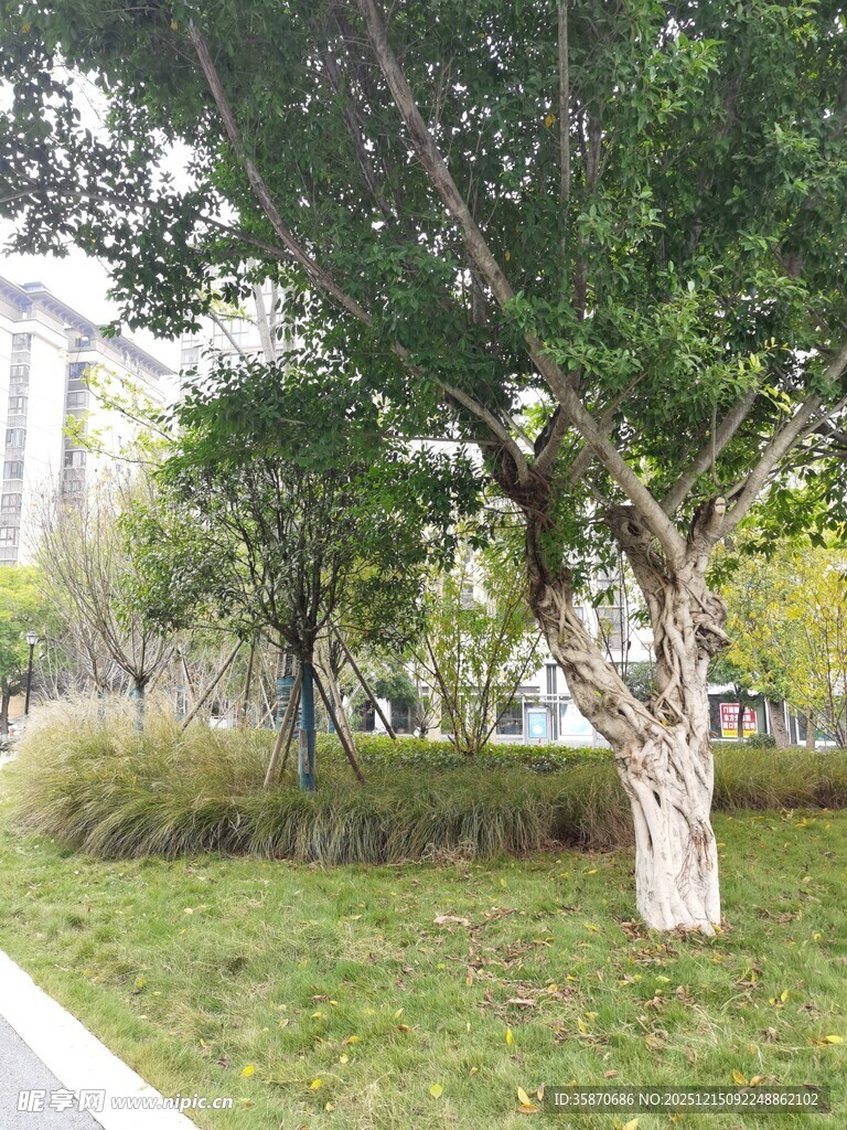 城市公园中的绿树草地